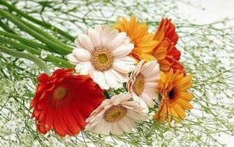 Beautiful Flowers Wallpaper HD
