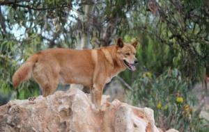 Dingo Wallpaper Background