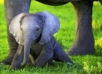 Baby Elephant Wallpaper