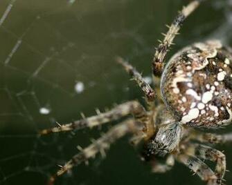 Huge Spider Google Themes Wallpaper