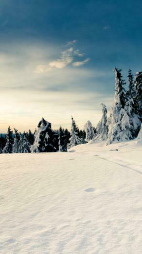 Snow Forest iPhone 5s Wallpaper iPad