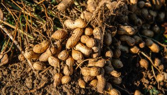 Peanut Trials Wallpaper