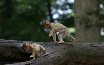 Baby Monkey Wallpaper Best Image Nice