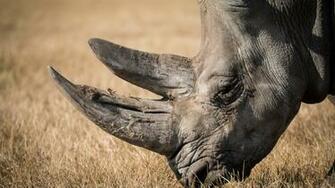 Rhino Portrait HD Wallpaper 4k