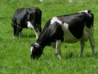 Wallpaper For HD Cow