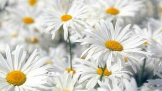 Spring Flower Wallpaper HD