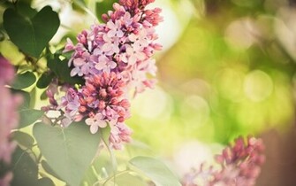 Lilac Wallpaper