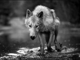 Wolf Wallpaper HD