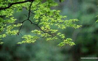 Nature Photography Wallpaper