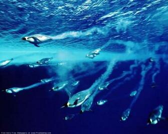 Related Pictures Ocean Life Desktop Background Collection