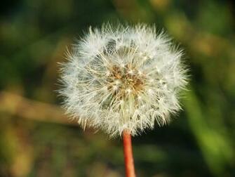 HD Pics Dandelion Clocks Wallpaper Hq Background