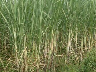 Sugarcane Wallpaper
