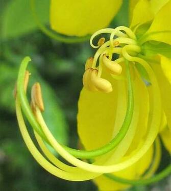 Wallpaper Health Benefits Of Cassia Fistula