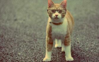 Wearing Glasses Animals And Birds Wallpaper Best HD