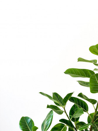 Plant Pictures Image
