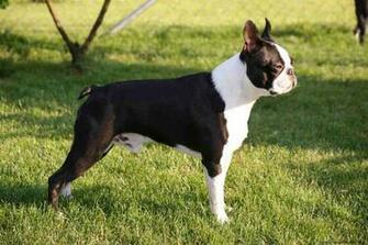Der Boston Terrier HD Walls Find Wallpaper