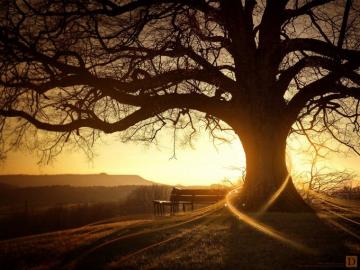 Magic Tree Bench Grass Wallpaper