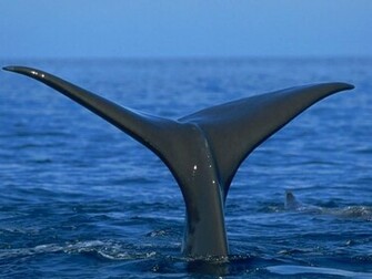 Hump Back Whale Humpback Whales Wallpaper
