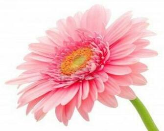Gerbera Daisy Flower Wallpaper Wallpaper13