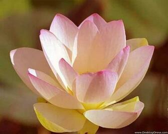 Desktop Wallpaper Flowers Background Big Pink Shaded Flower