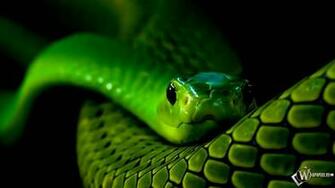Wallpaper Neon Snake D HD