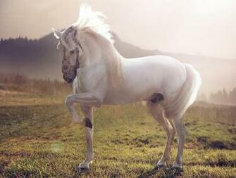 Wallpaper Horse Cute Animals Sunset
