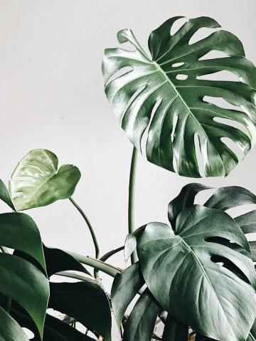 Leaves Plants Plant Aesthetic Wallpaper