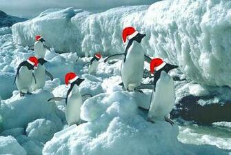 Penguins Animals Postcards Penguin