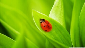Ladybug Sleeping On A Green Leaf Wallpaper