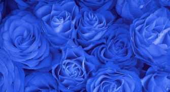 Blue Rose Wallpaper