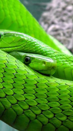 Western Green Mambas HD Wallpaper
