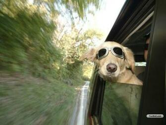 Funny Wallpaper HD Dogs