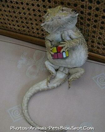 Bearded Dragon