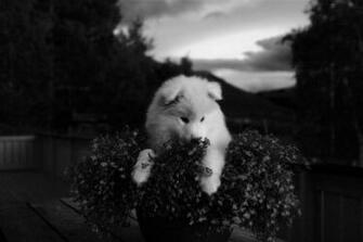 In A Bunch Of Flowers Puppy Desktop Wallpaper
