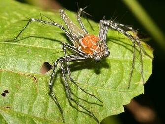 Lynx Spider Wallpaper