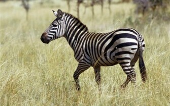 Zebra Wallpaper Desktopwallpaper Desktop Background