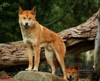 Australian Dingo S By Christoman