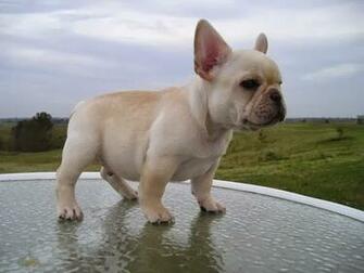 French Bulldog HD Wallpaper