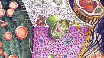 Biology Artwork Cells Science Wallpaper
