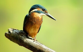 Kingfisher Wallpaper