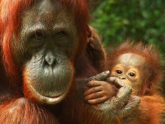Baby Orangutan Wallpaper Image Pictures Becuo