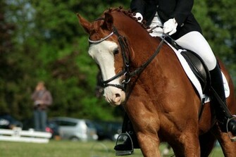 Fonds D Cran Dressage Tous Les Wallpaper