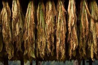 To Produce Smokeless Tobacco Products Such As Skoal And Copenhagen