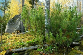 Syberia Nature Hq Wallpaper