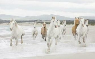 Chantal Lalibert On Chevaux Horses White