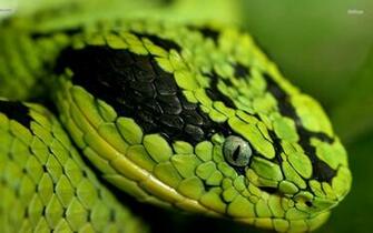 Snake Venom Image Wallpaper Desktop Pictures