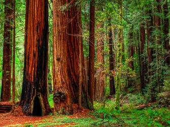Redwood Forest Computer Wallpaper Desktop Background