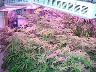 Buy High Quality Led Grow Lights Online Shop Shipping