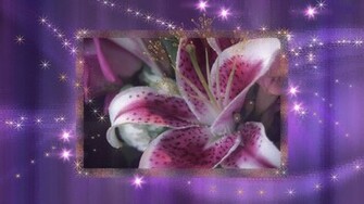 Stargazer Lily Wallpaper