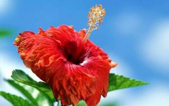 Wallpaper Hibiscus Flowers